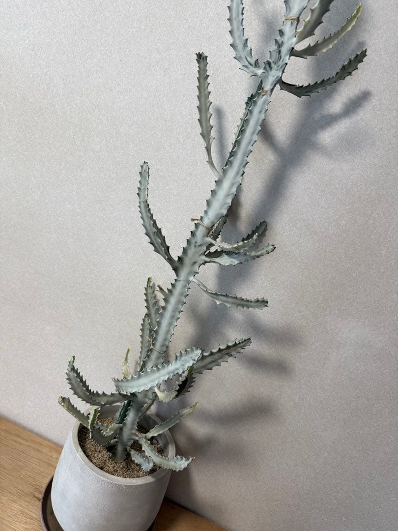 【鉢植え☆送料込】ホワイトゴースト・綴化・サボテン（116㎝）
