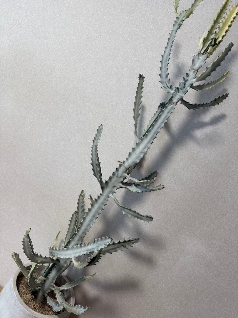 【鉢植え☆送料込】ホワイトゴースト・綴化・サボテン（116㎝）