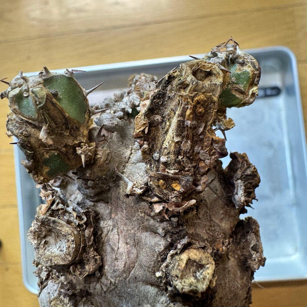 h*i様 ユーフォルビア ムランジーナ 現地球 大株 葉有り 輸入即出品 13E