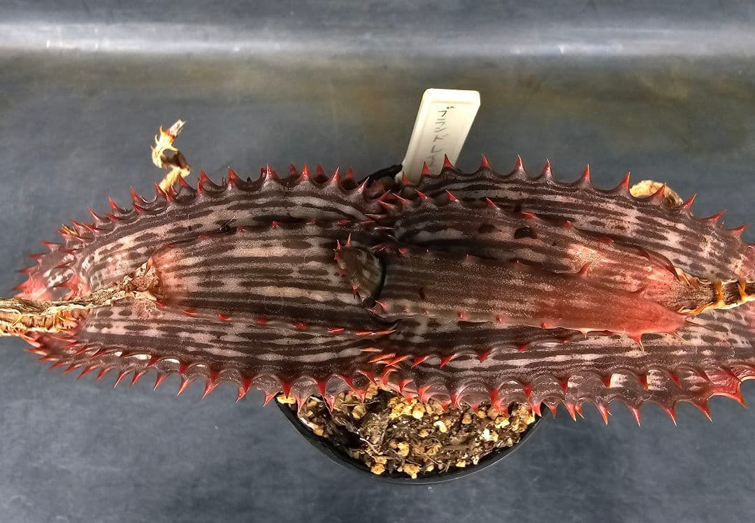 ハオルチア・アロエ Aloe branddraaiensis
