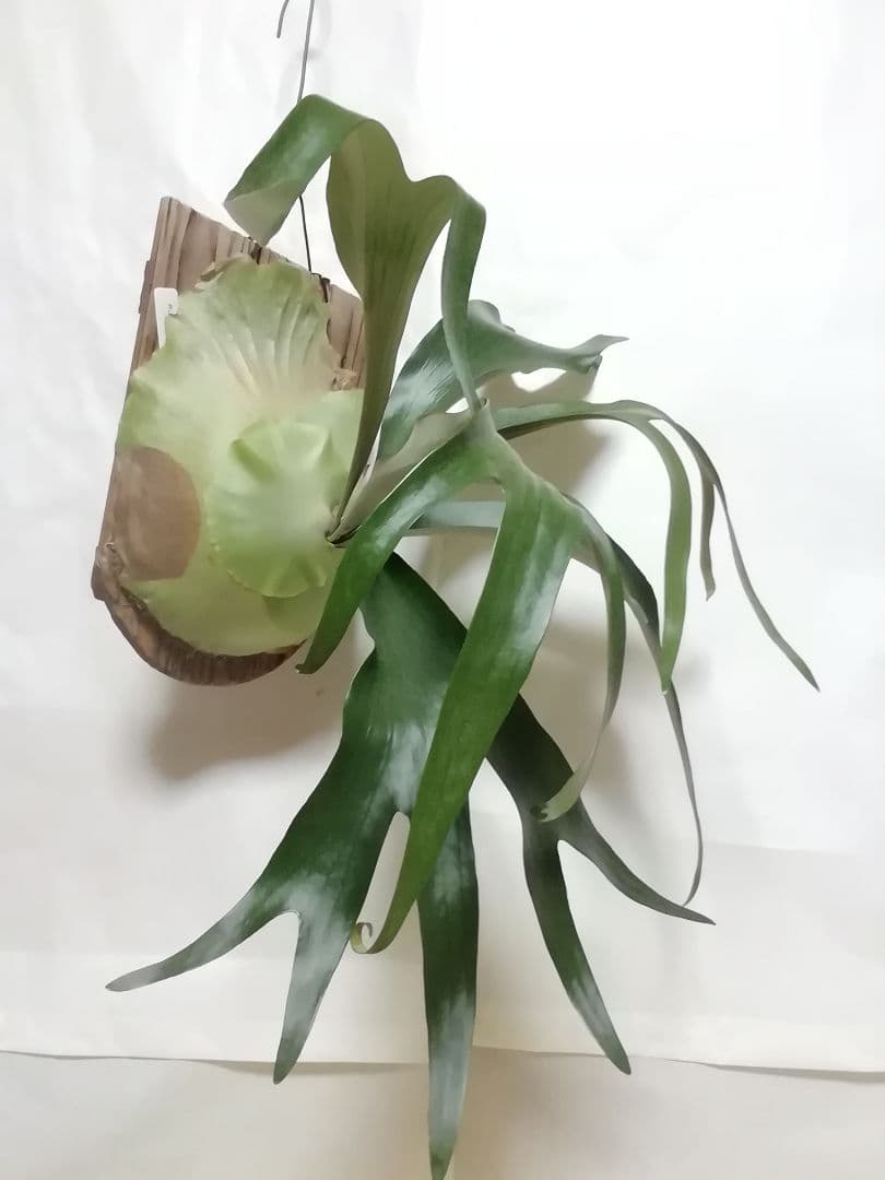 超特大株　めちゃくちゃ格好良い　ケンイチ株