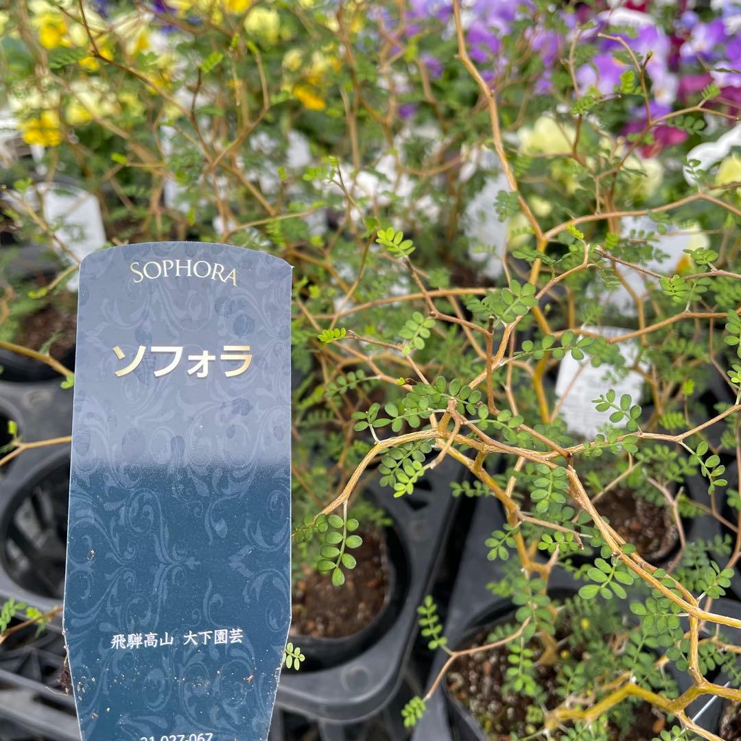 花 aru