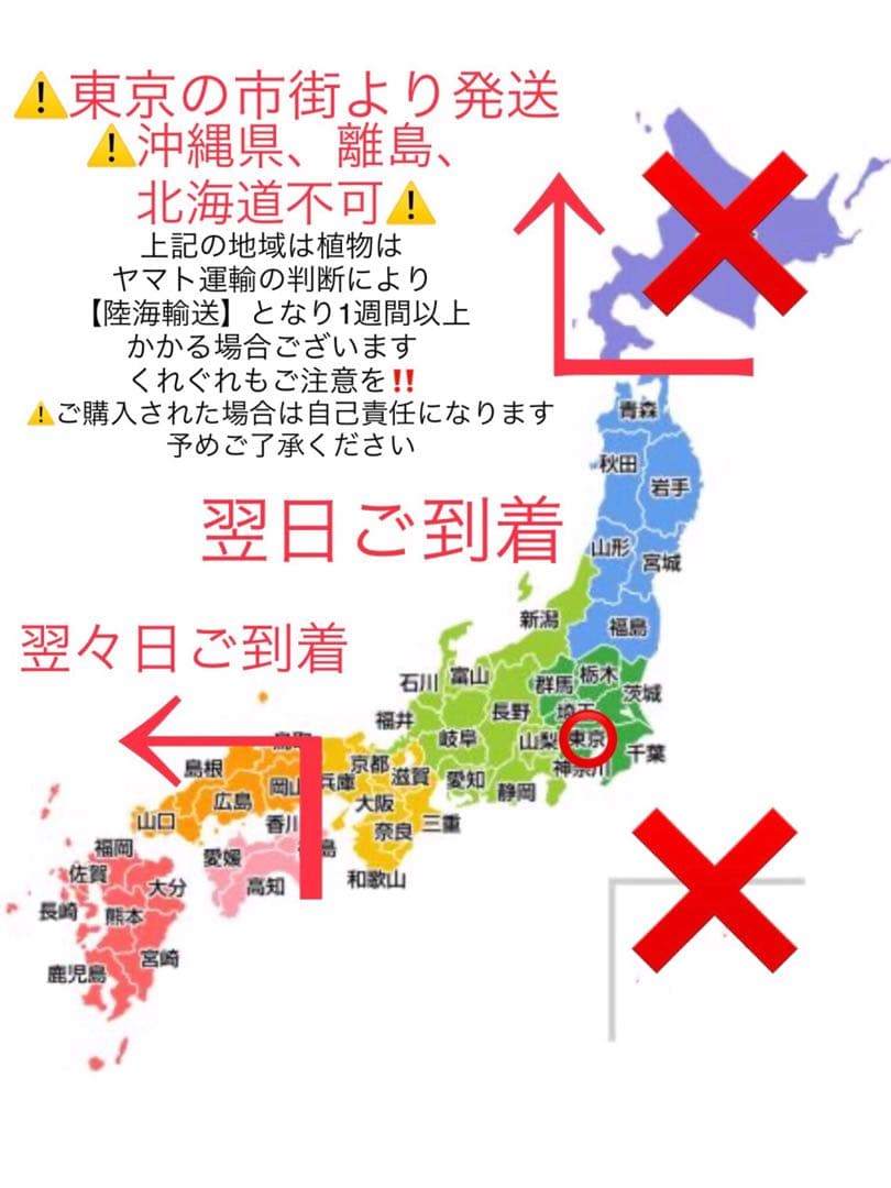 完売　　森で完全野生化！【朧月＊森村万年草】インドの可愛い鉢植え＊大小セットで！