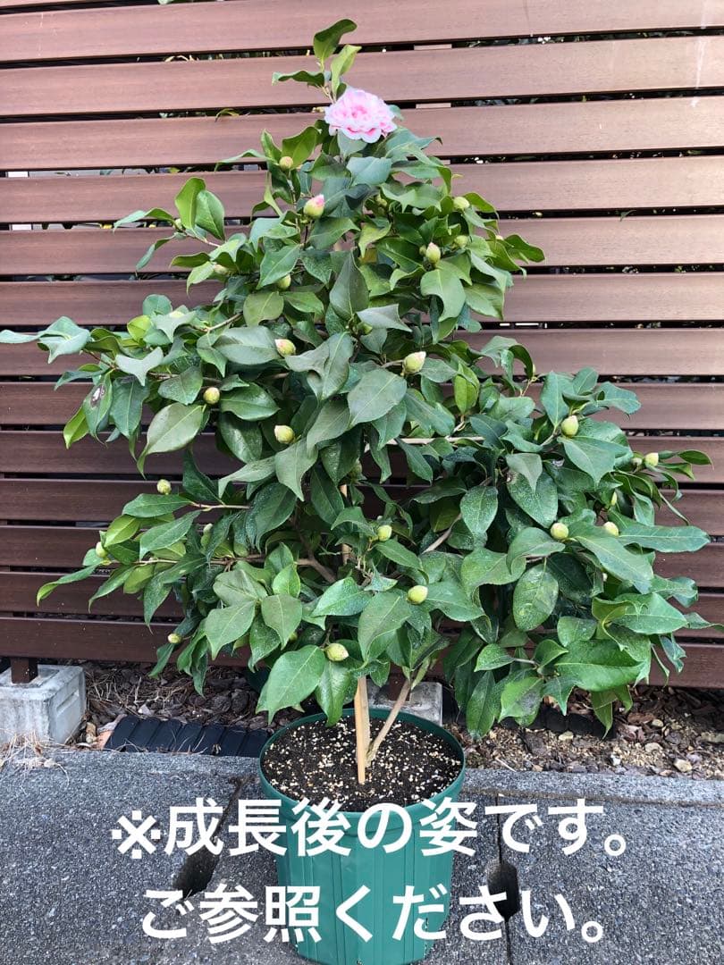 浦風　接木苗　椿　鉢底約100cm