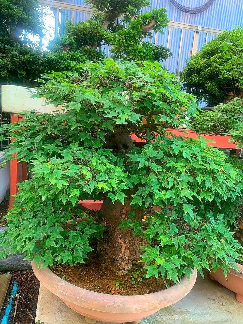 モミジ楓