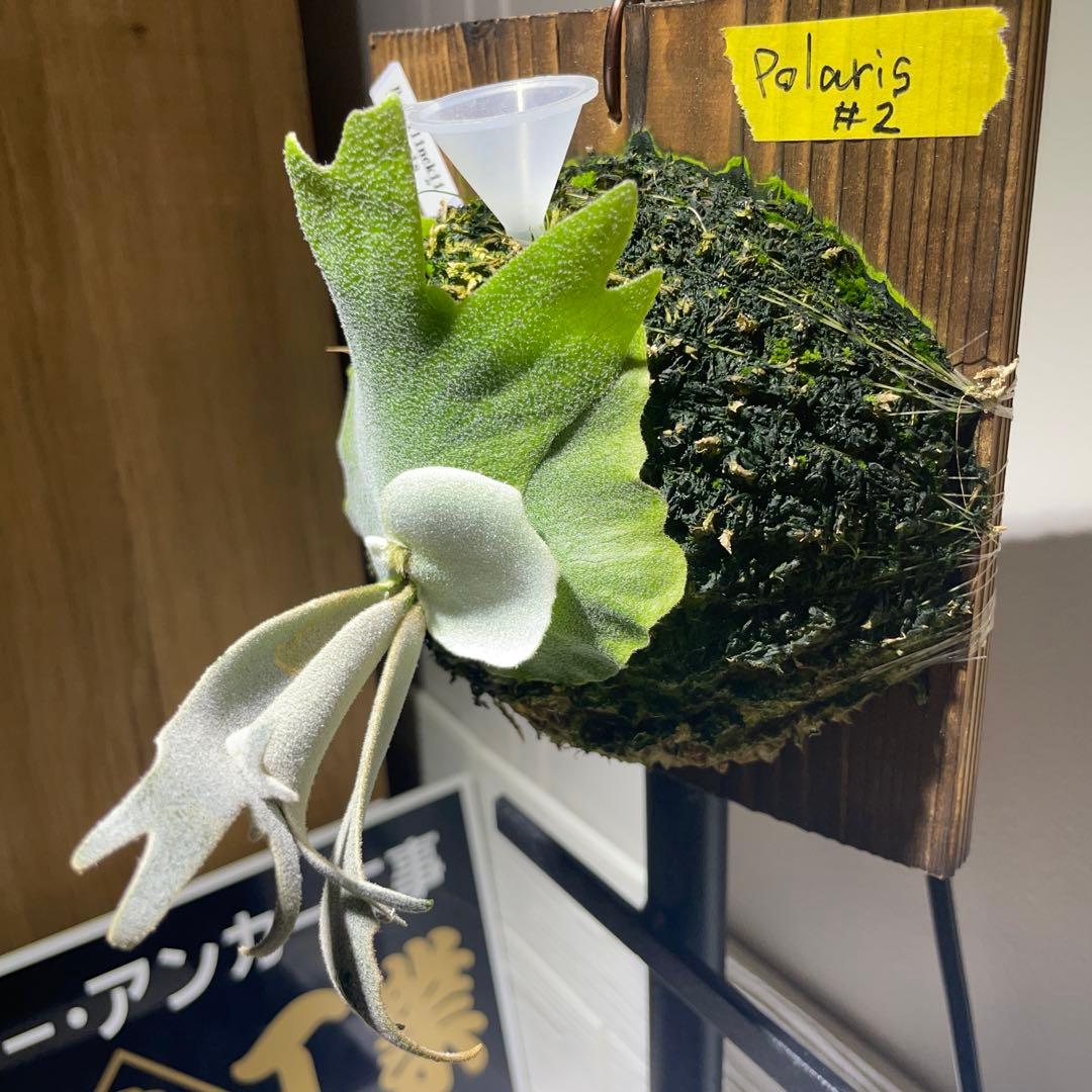 ビカクシダ P.willinckii Polaris ポラリス　子株　#2