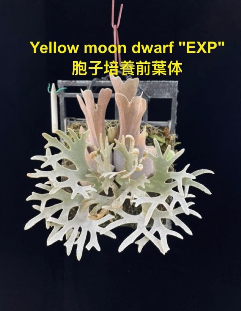 ビカクシダ　Yellow moon dwarf \"EXP\"胞子培養前葉体A
