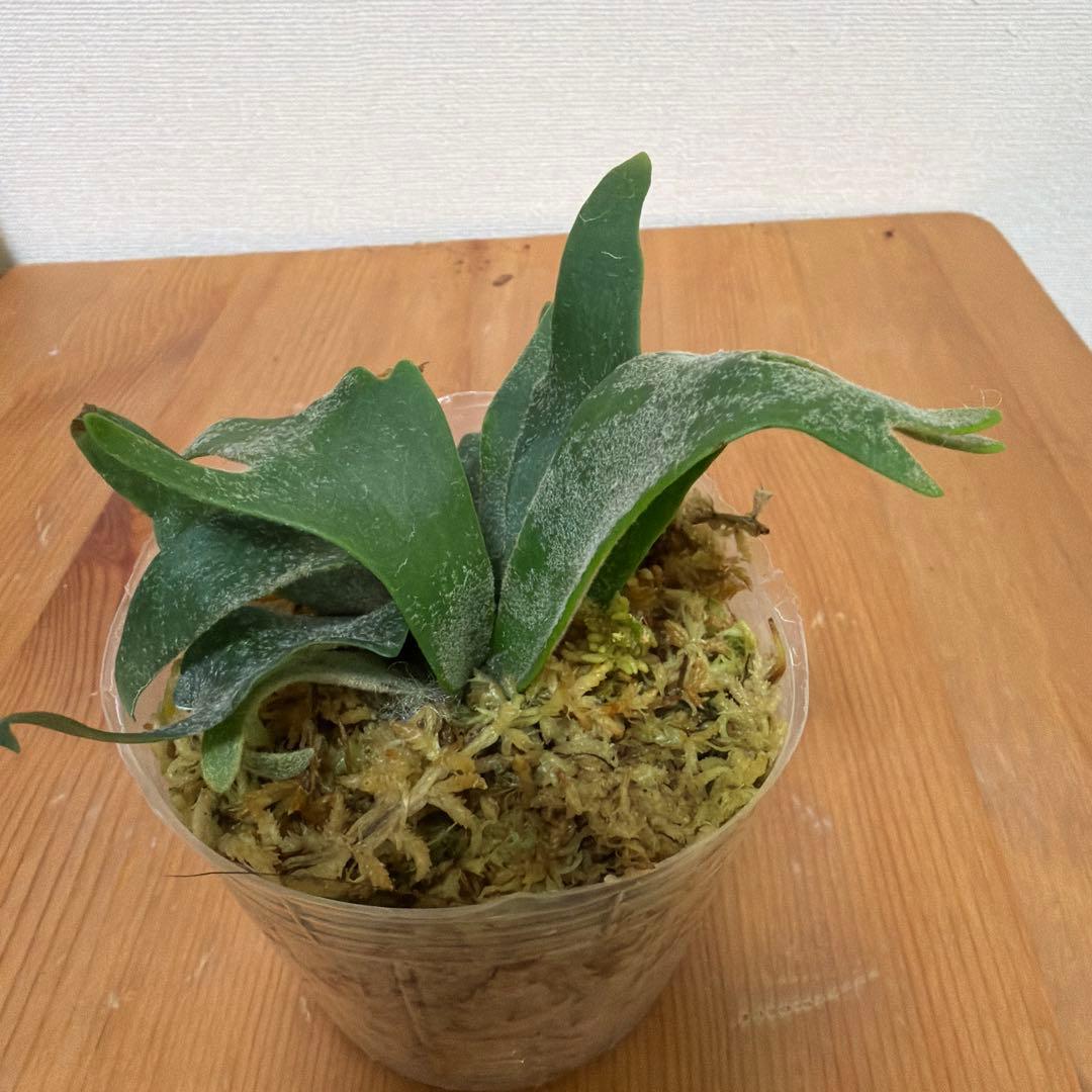 ＊P. willinckii bacteria バクテリアSP 3号ポット＊