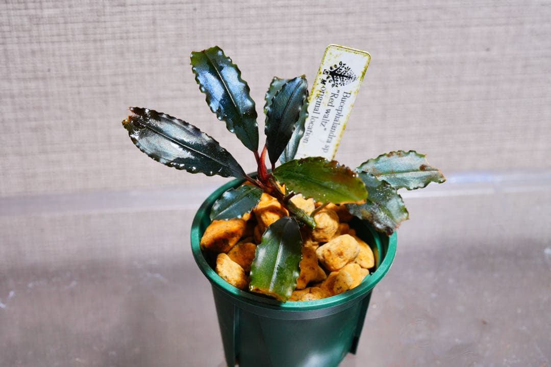 その他観葉植物 Bucephalandra sp.\"Red waltz\"