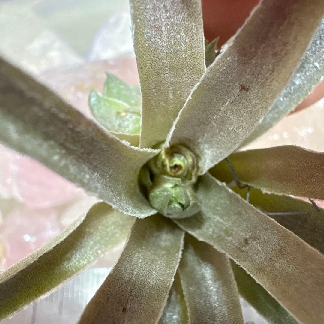 ブロメリア・エアープランツ Tillandsia Roseiflora