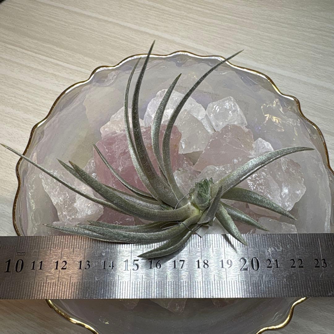 ブロメリア・エアープランツ Tillandsia Roseiflora
