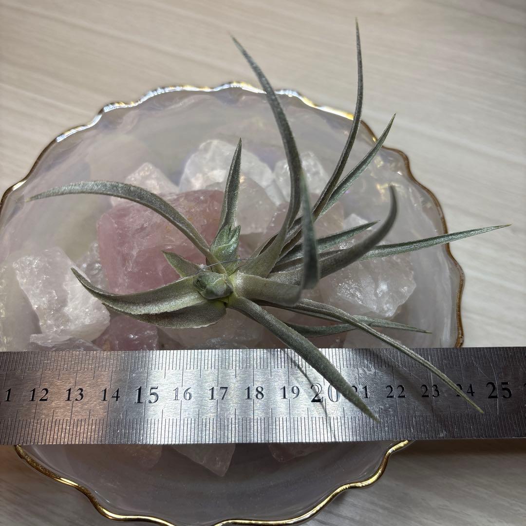 ブロメリア・エアープランツ Tillandsia Roseiflora
