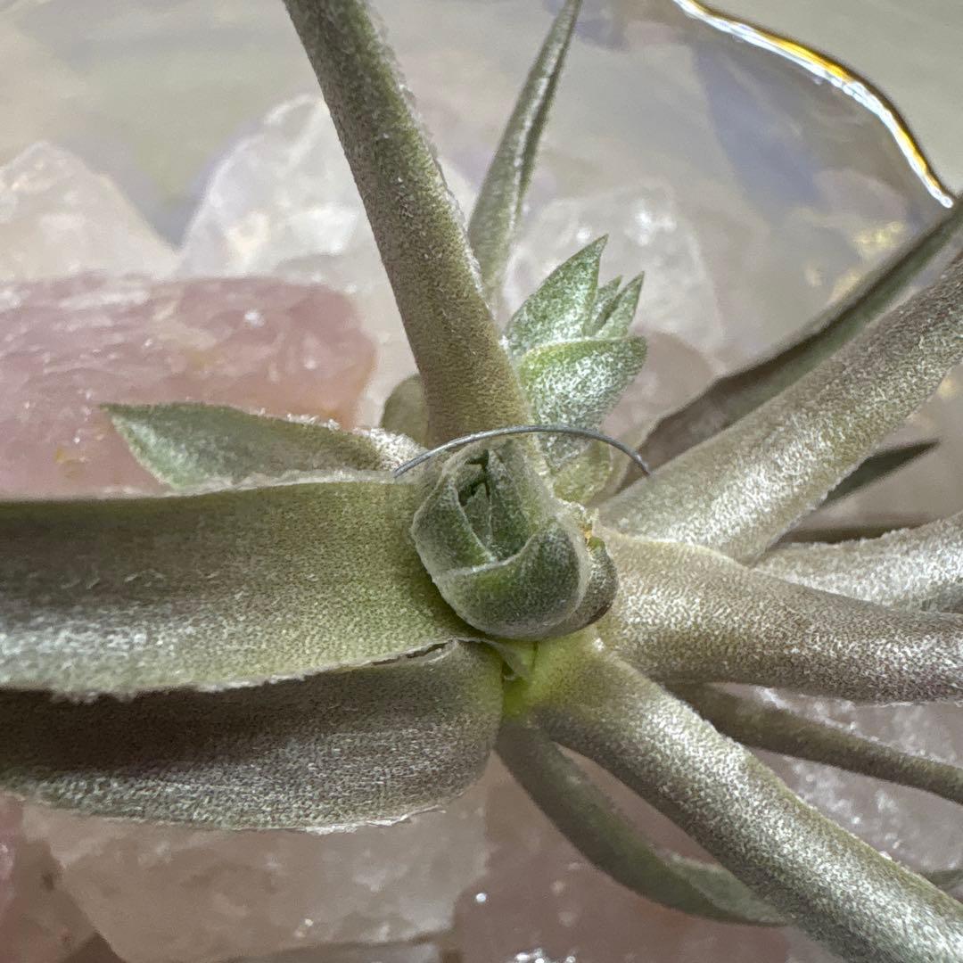 ブロメリア・エアープランツ Tillandsia Roseiflora