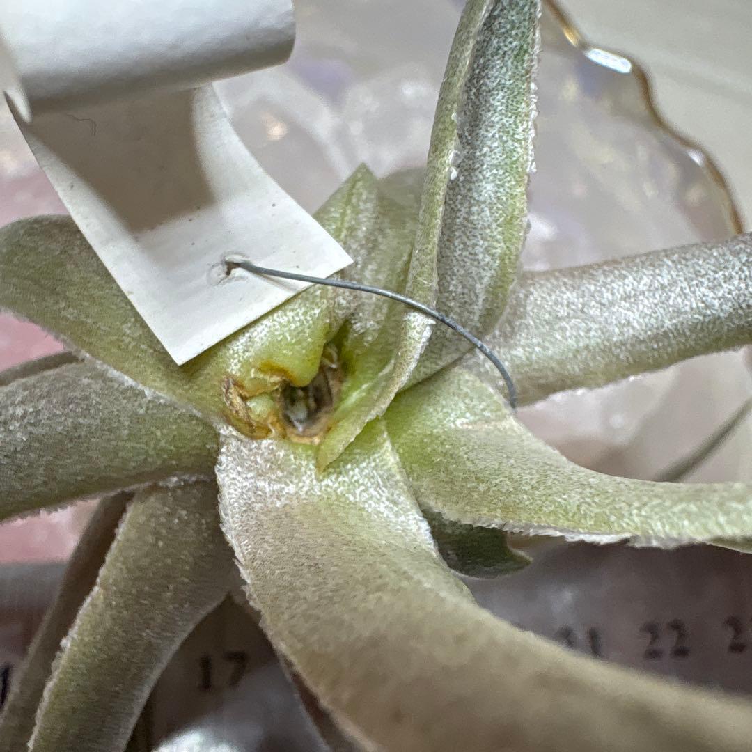ブロメリア・エアープランツ Tillandsia Roseiflora