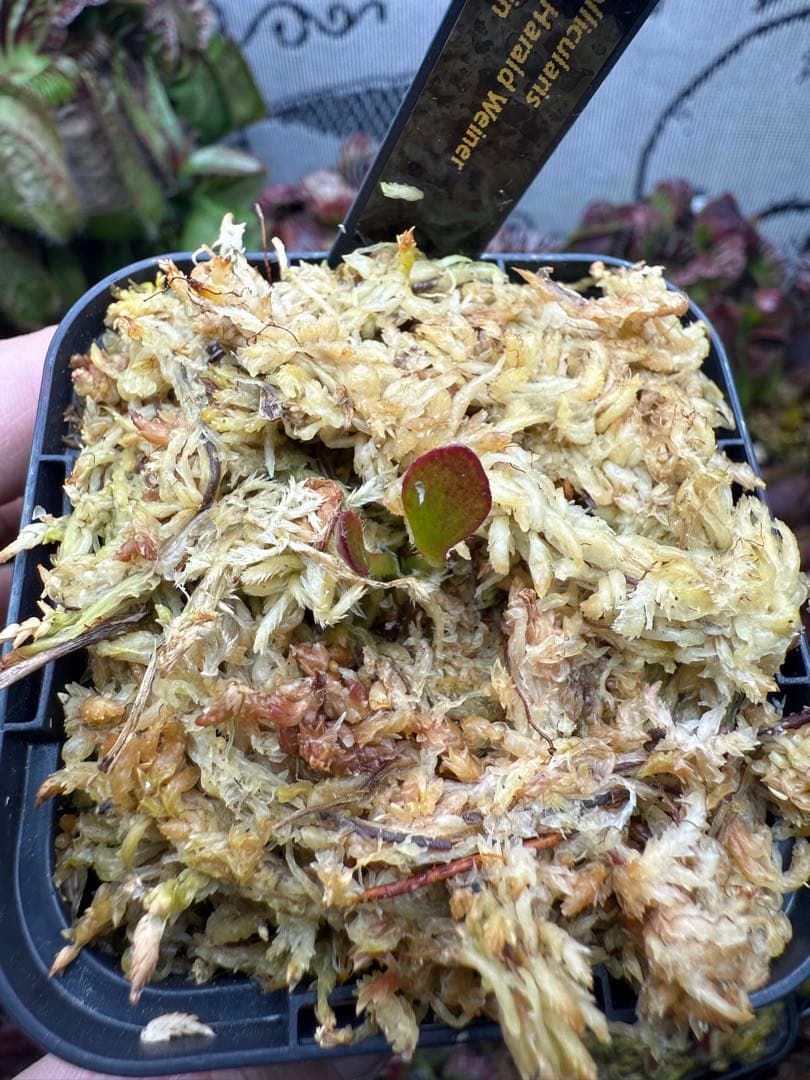 その他観葉植物 German Giant, ex Harald Weiner CK