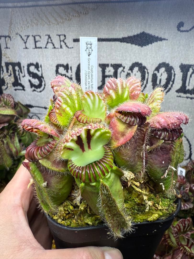 その他観葉植物 German Giant, ex Harald Weiner CK