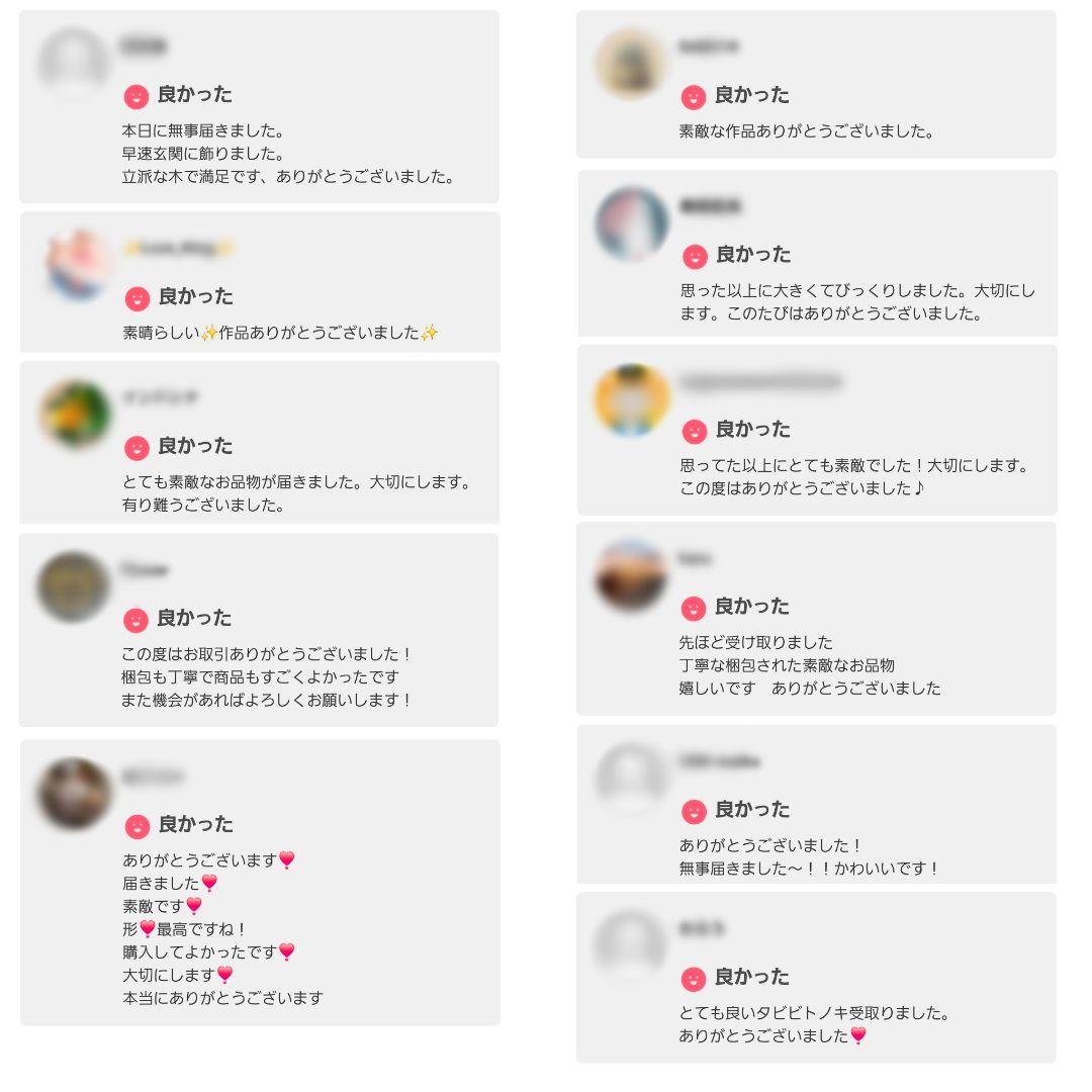 旅人の木 タビビトノキ 石垣島産 送料込み