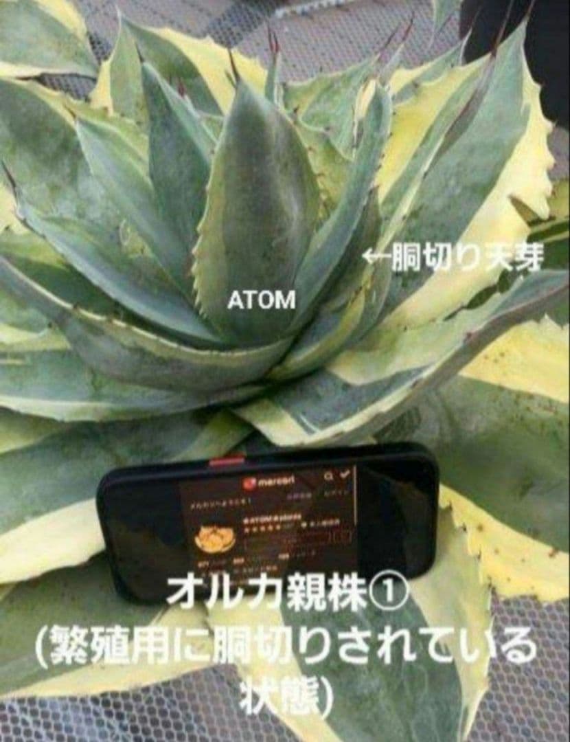 ★根付き大子株★オルカ★　アガベ　オバティフォリア　オルカ　②