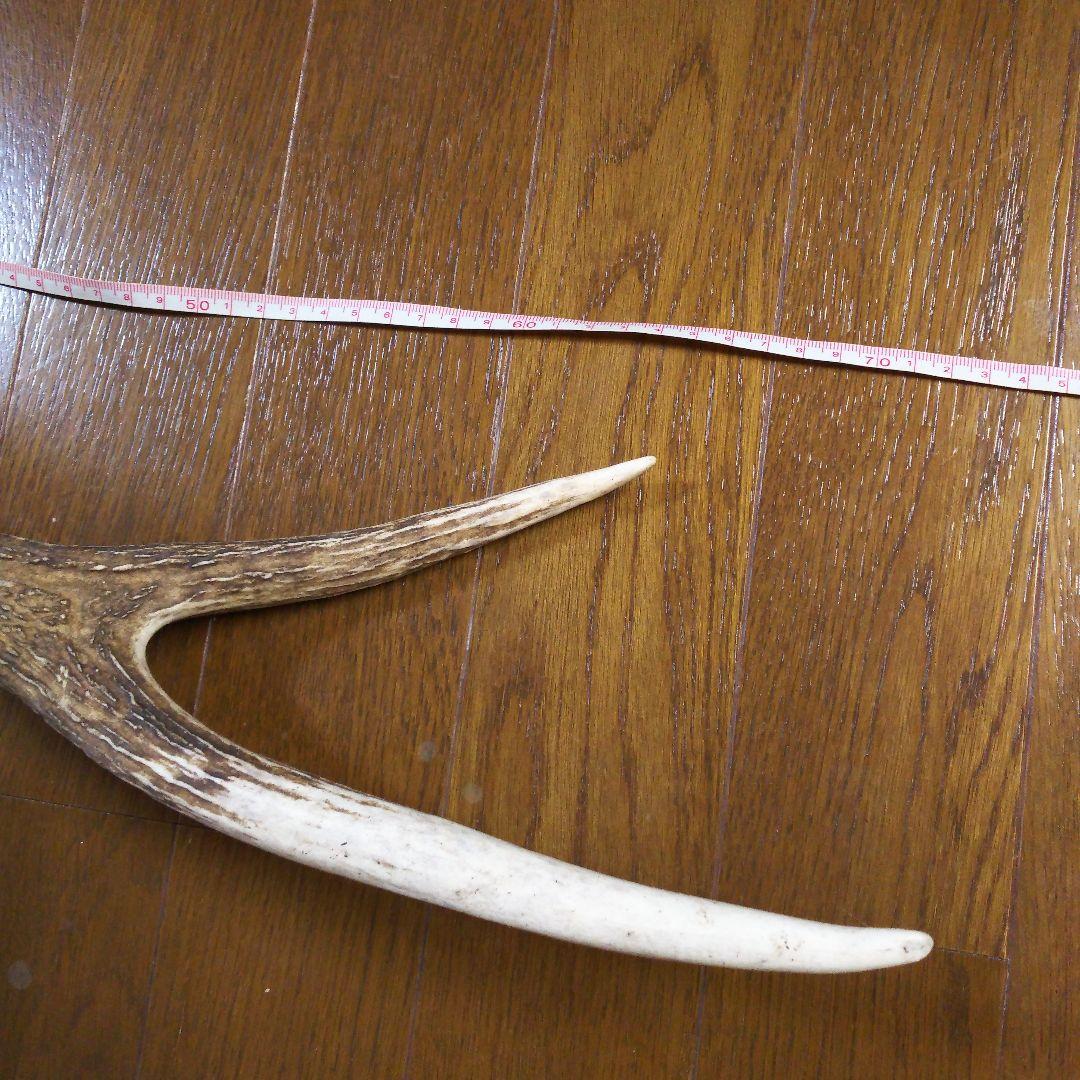 鹿の角　頭部