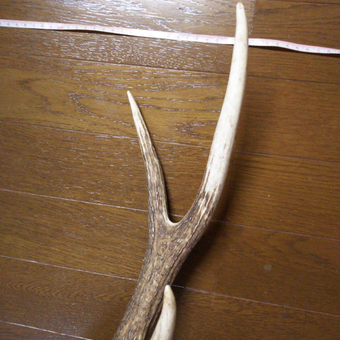 鹿の角　頭部