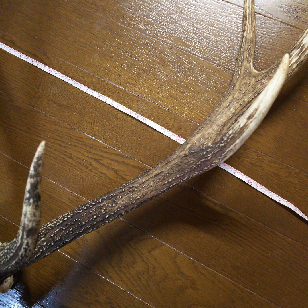 鹿の角　頭部