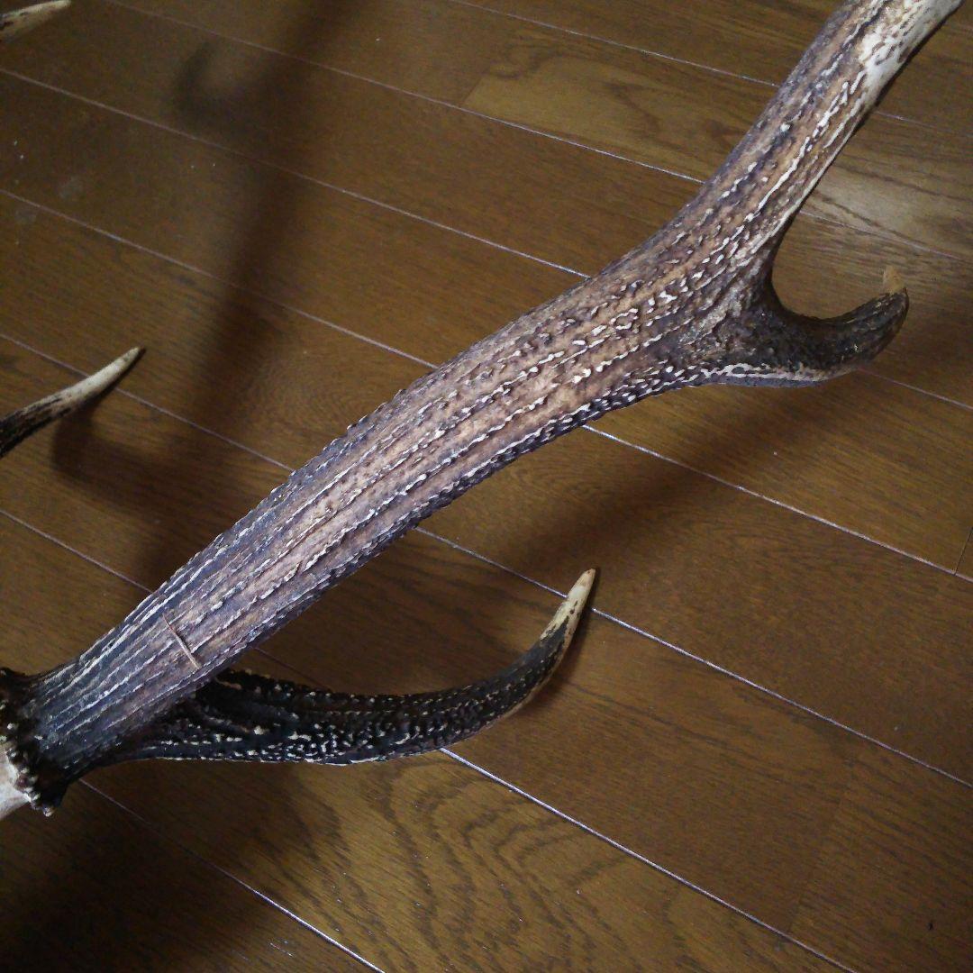 鹿の角　頭部