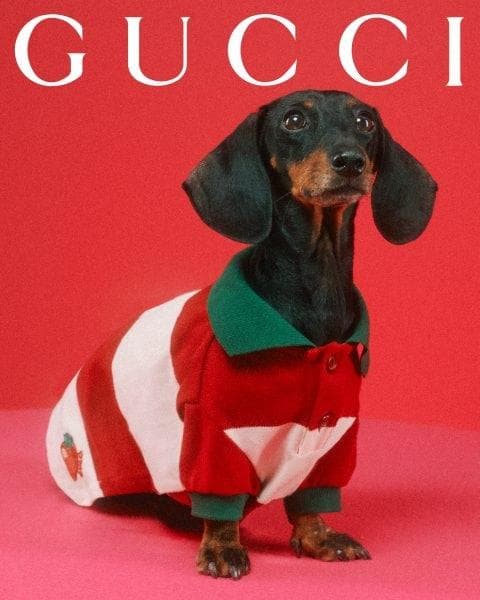新品 GUCCI ペットコレクション ビッグストライプシャツ (XXSサイズ)Ⓗ