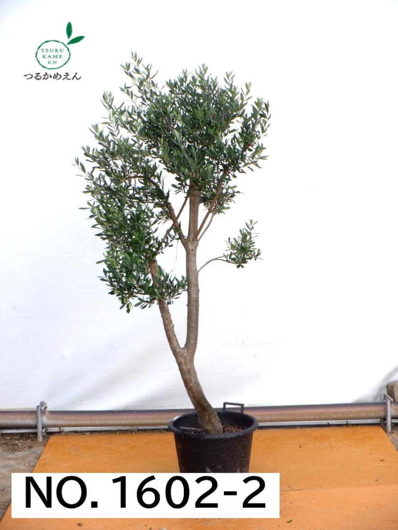 オリーブの木　シプレシーノ　約200cm　NO.1602　大型　現品掲載　古木