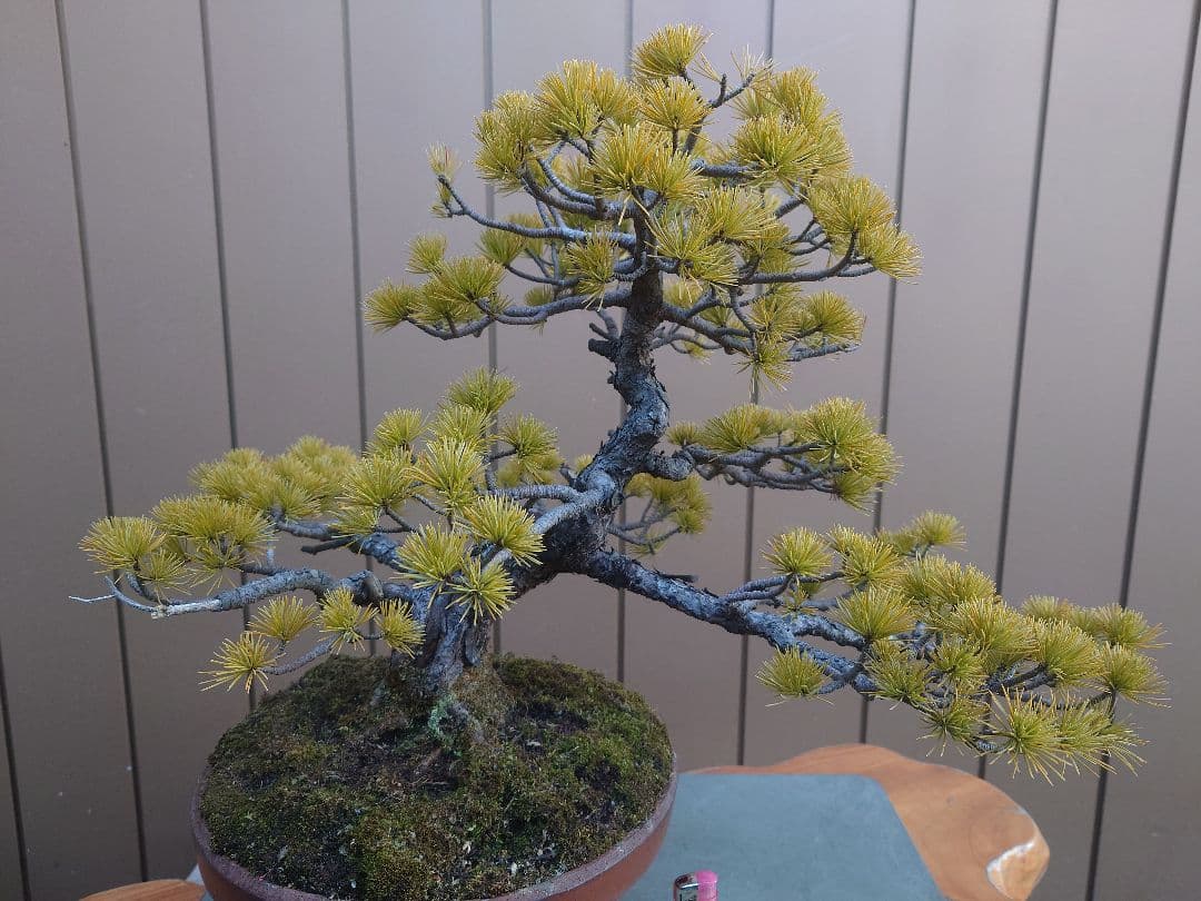 盆栽　五葉松　樹高38cm