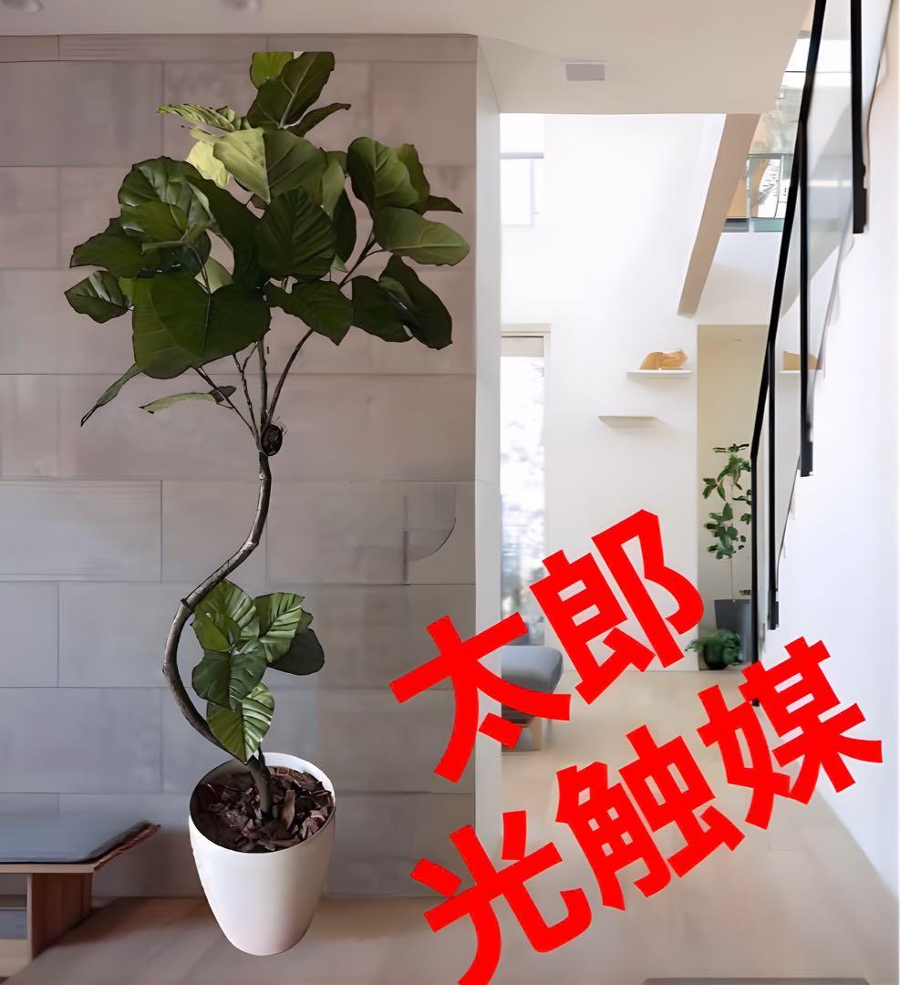 光触媒　人工観葉植物　ウォールグリーン　フェイクグリーン　ウンベラータ166a