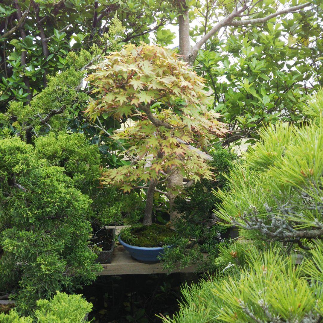 紅葉盆栽 鉢ごと発送 もみじ一鉢 実生25年 文人 盆栽 送料無料 BONSAI