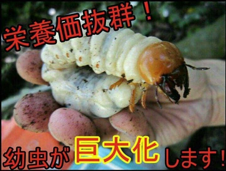 極上！黒アワビタケ菌糸瓶【7本】初令、2令に最適なサイズ！ニジイロクワガタに！