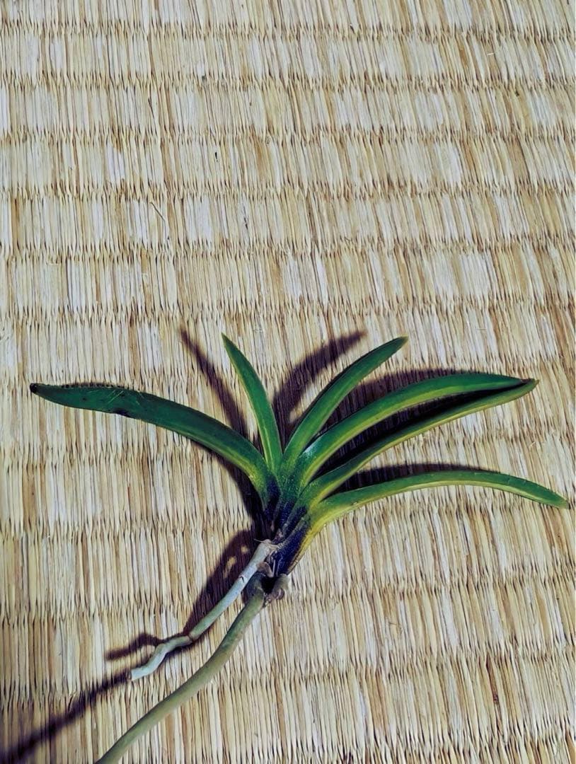 富貴蘭「金牡丹黄縞」（訳有り品）