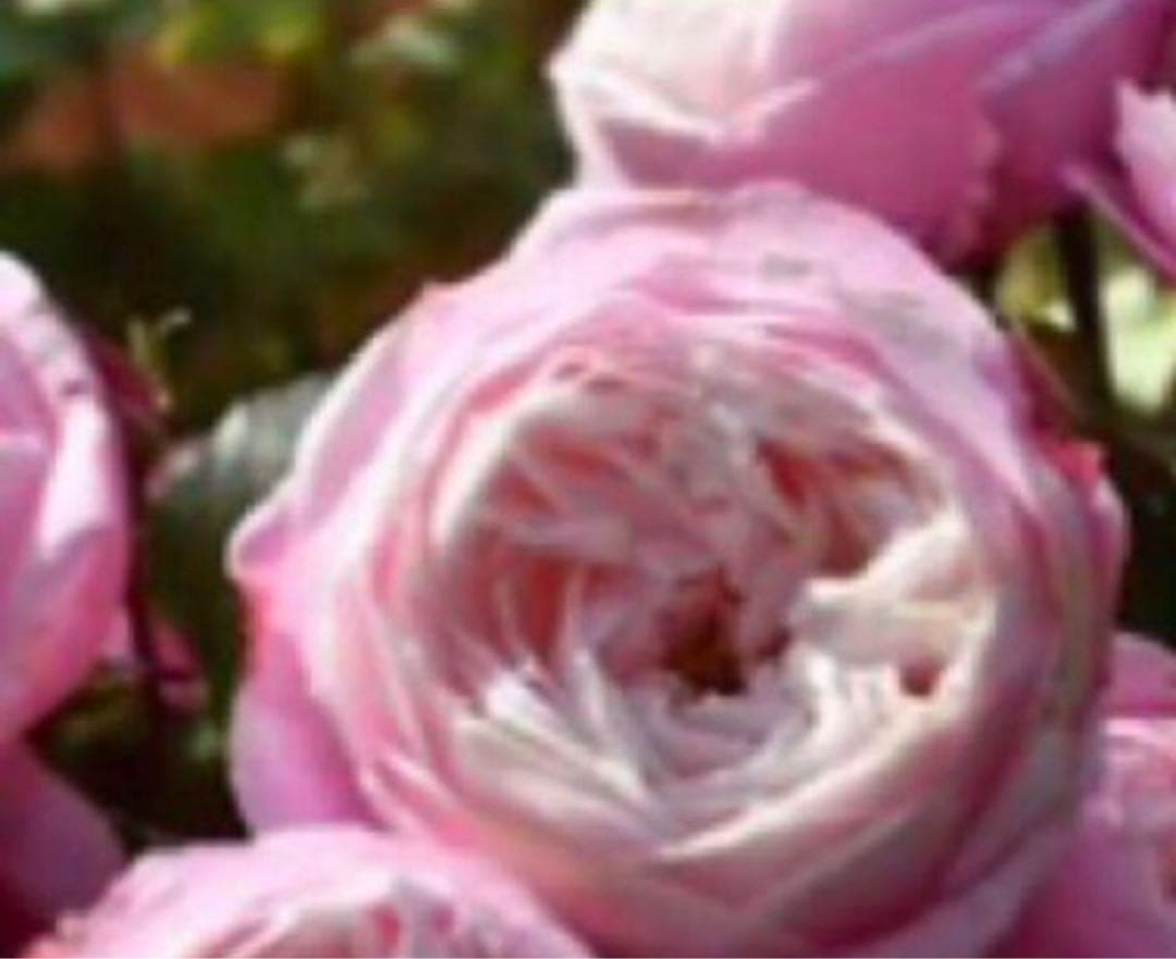 薔薇