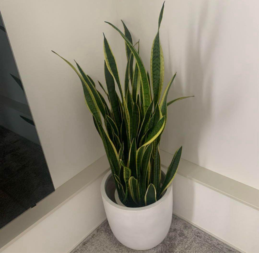 サンスベリア　特大サイズ　美形　観葉植物　ACTUS アクタス