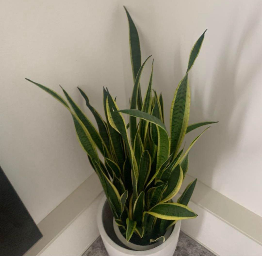 サンスベリア　特大サイズ　美形　観葉植物　ACTUS アクタス
