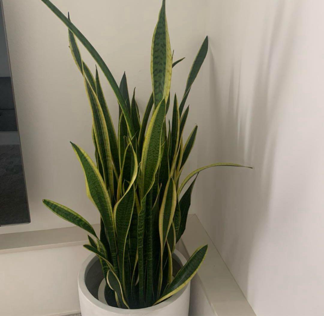 サンスベリア　特大サイズ　美形　観葉植物　ACTUS アクタス