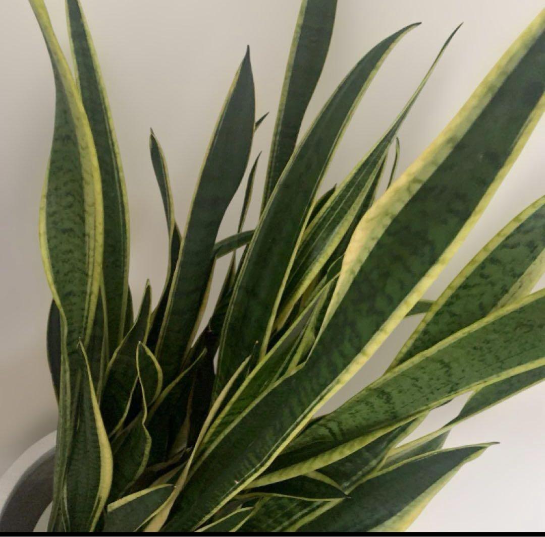 サンスベリア　特大サイズ　美形　観葉植物　ACTUS アクタス