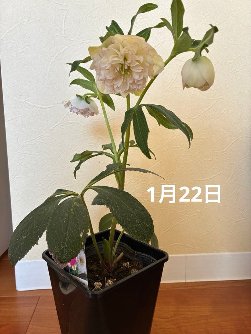 ♡開花中♡野田園芸　多弁ロゼット咲き
