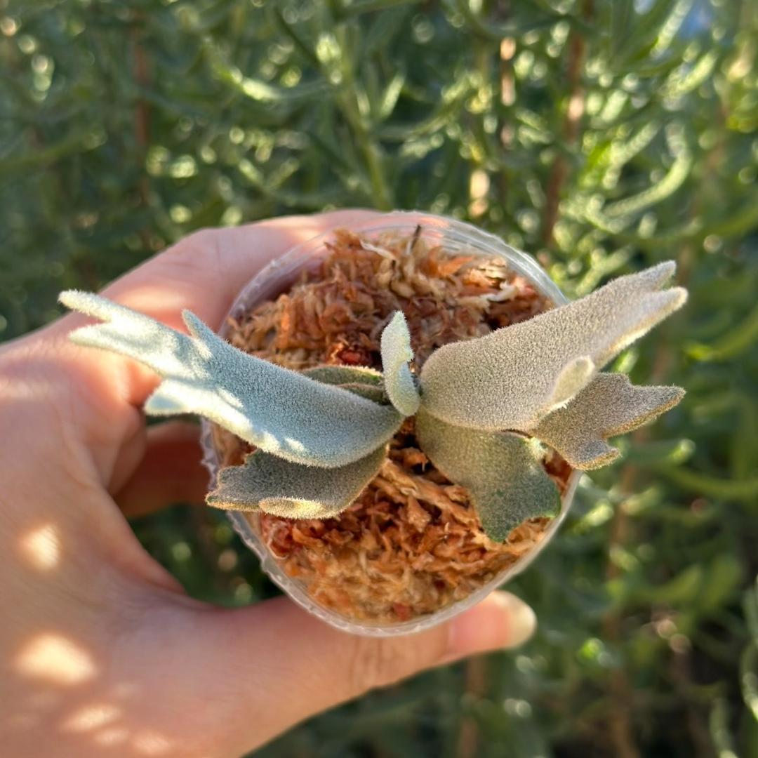 P.willinckii ’Asurada’ Sporeling 08