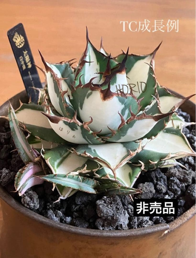 選抜【匿名配送】活着　特大　子株付き　アガべ　チタノタ　太陽神錦　白中斑　TC