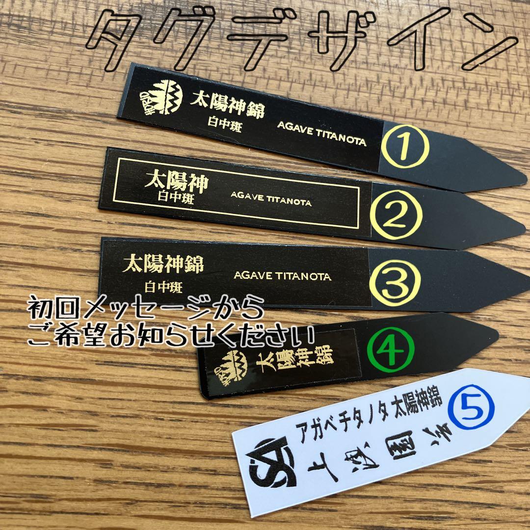 選抜【匿名配送】活着　特大　子株付き　アガべ　チタノタ　太陽神錦　白中斑　TC