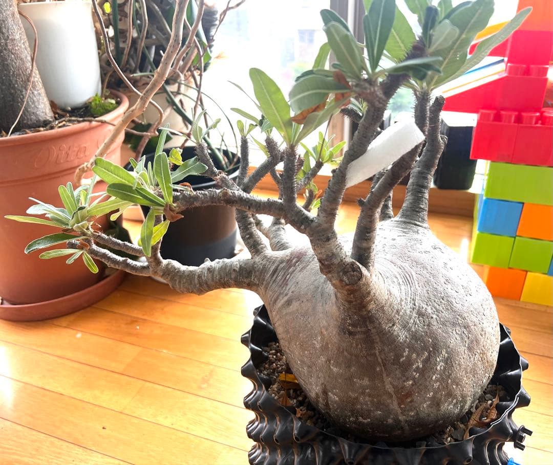 グラキリス