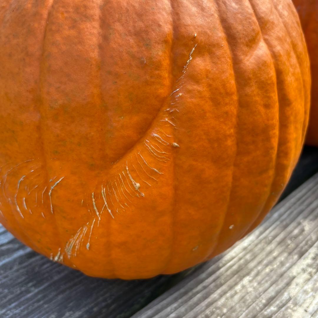 ハロウィンかぼちゃ　本物　3個セット