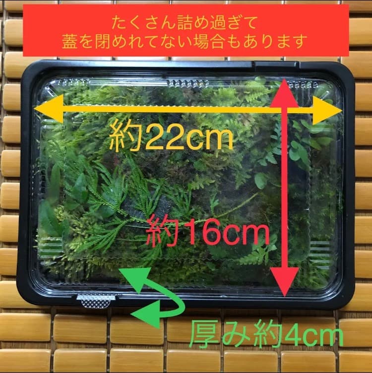 鬼若丸様 リクエスト　ホソウリゴケ 4パックと地衣類1パック