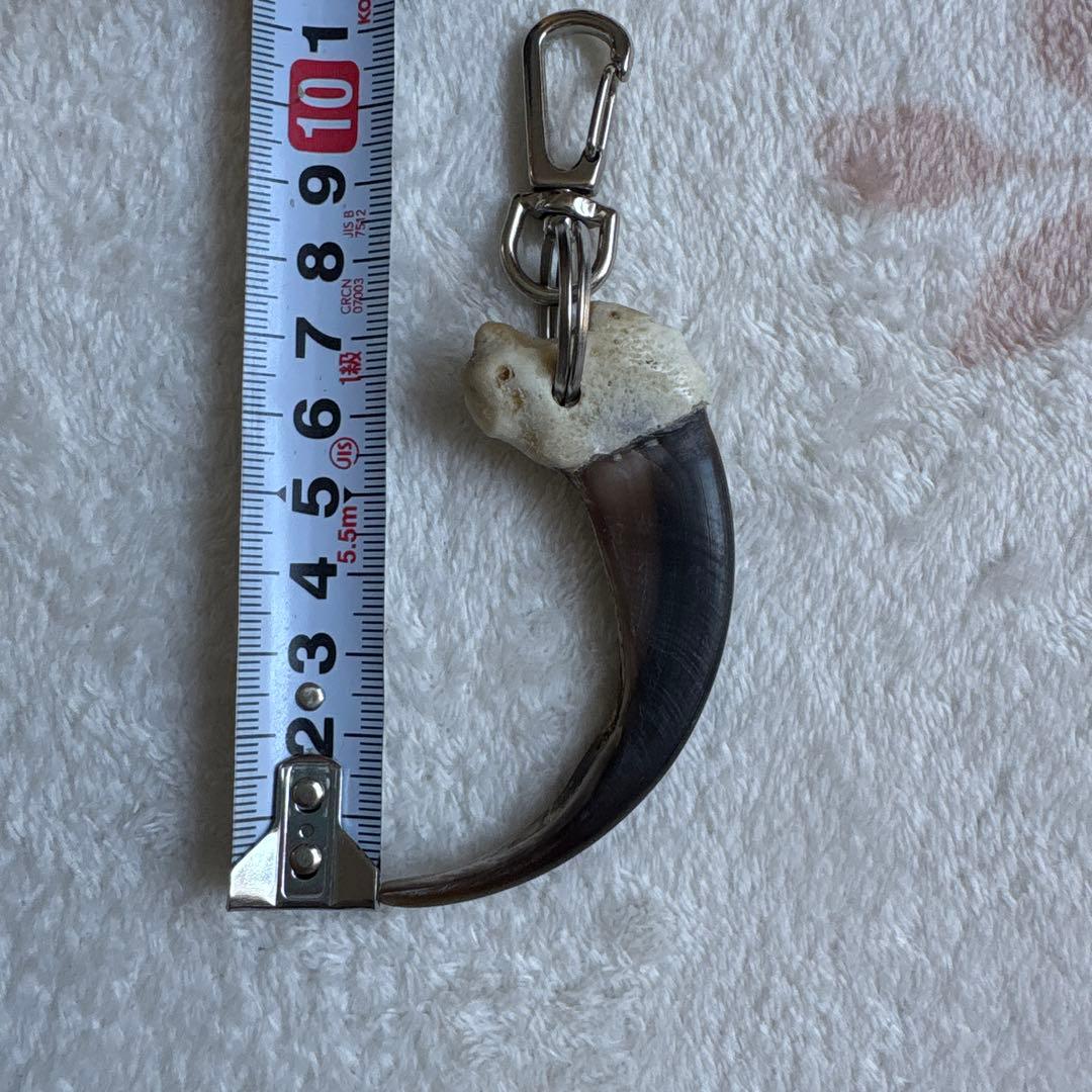 Y*6様 クマの爪
