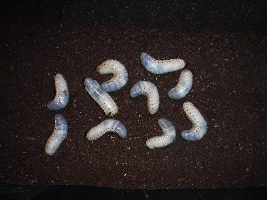 カブト虫マット１：発酵熟成竹：成虫・幼虫・産卵育成用：３００ℓ