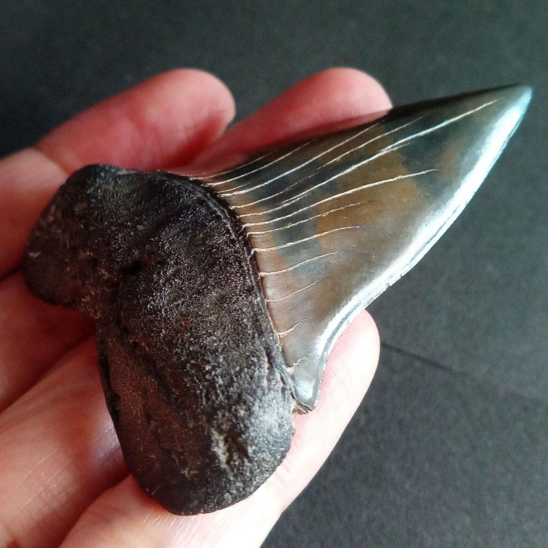 サメの歯　ホホジロザメ　絶滅種　特大　完全体　極美麗　６５mm