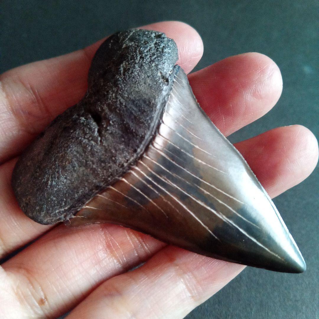 サメの歯　ホホジロザメ　絶滅種　特大　完全体　極美麗　６５mm