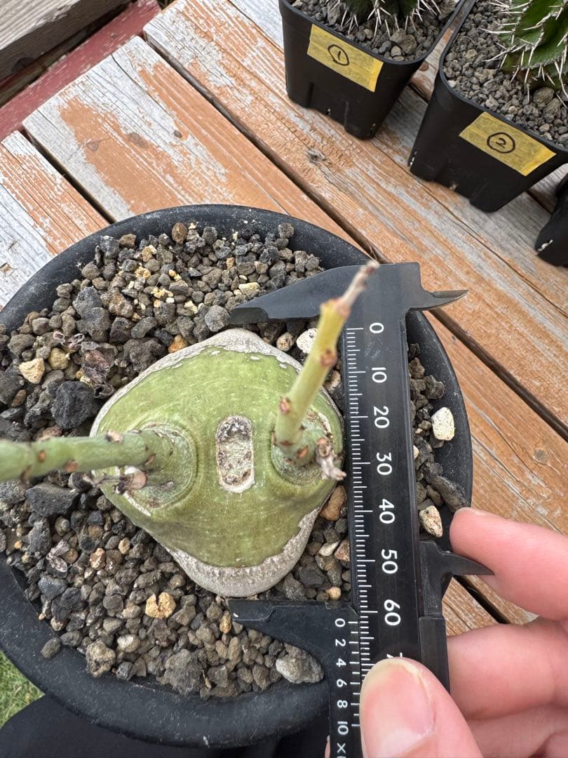 アデニア　グラウカ　①